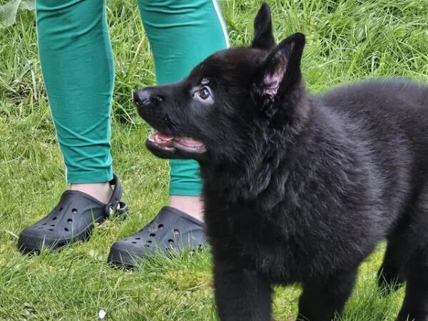 KC registered German Shepherd Puppy for sale in Perth, Perth and Kinross
