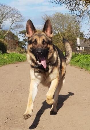 KC registered German Shepherd Puppy for sale in Perth, Perth and Kinross - Image 3