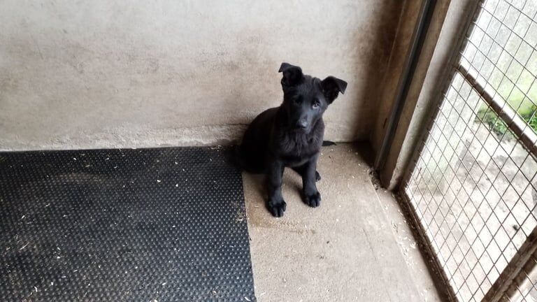 German Shepherd puppies for sale in Londonderry, County Londonderry – KC registered, 11 weeks old - Image 2 of 5
