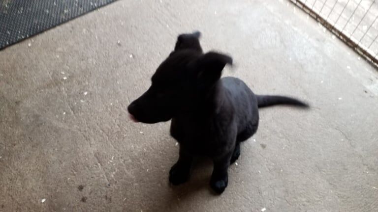 German Shepherd puppies for sale in Londonderry, County Londonderry – KC registered, 11 weeks old - Image 4 of 5