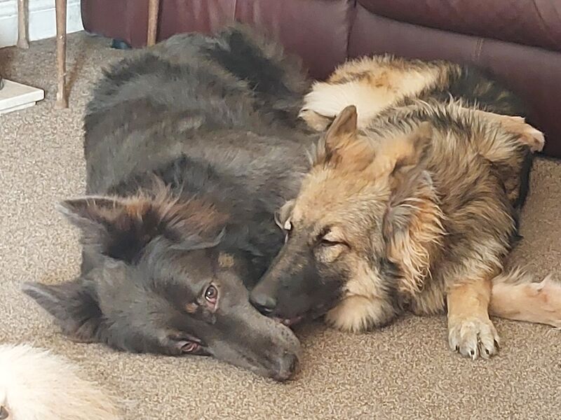 German Shepherd puppies for sale in Leicester, Leicestershire – KC registered, 1 year old - Image 2 of 3