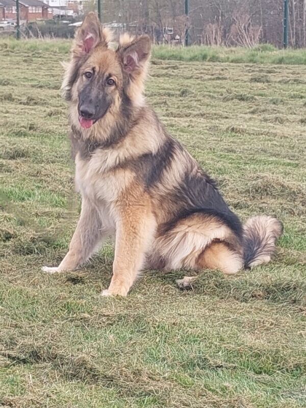 German Shepherd puppies for sale in Leicester, Leicestershire – KC registered, 1 year old - Image 3 of 3
