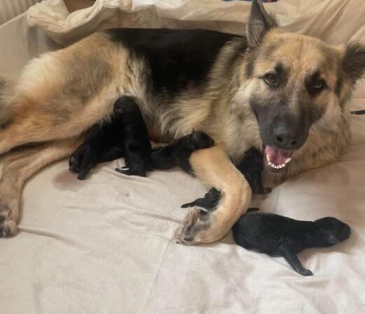 KC Registered Long-medium coat German Shepherd puppies for sale in Rochester, Kent - Image 1