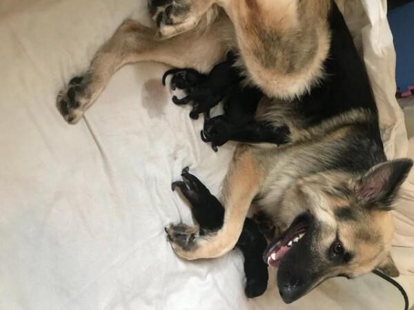 KC Registered Long-medium coat German Shepherd puppies for sale in Rochester, Kent - Image 2