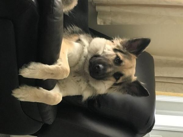 KC Registered Long-medium coat German Shepherd puppies for sale in Rochester, Kent - Image 4