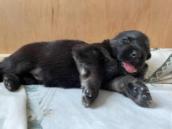 KC Registered Long-medium coat German Shepherd puppies for sale in Rochester, Kent - Image 5
