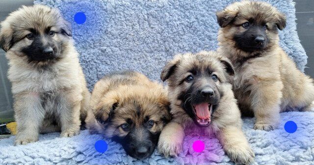 Kc registered longhaired german shepherd puppies for sale in Blyth, Northumberland