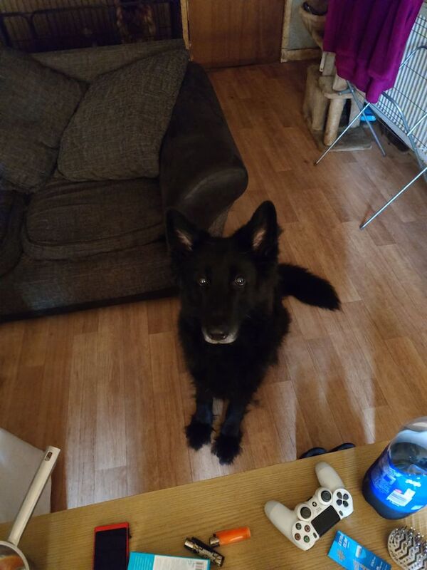 German Shepherd puppies for sale in Muirhouse, Edinburgh – 1 year old - Image 2 of 2