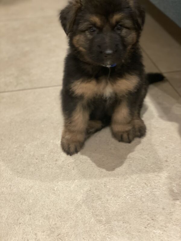 KC Registered Purebred German Shepherds - Born on Mother's Day. Puppies will be ready for their new home from Sunday 5th May in Gillingham for sale in Gillingham, Kent