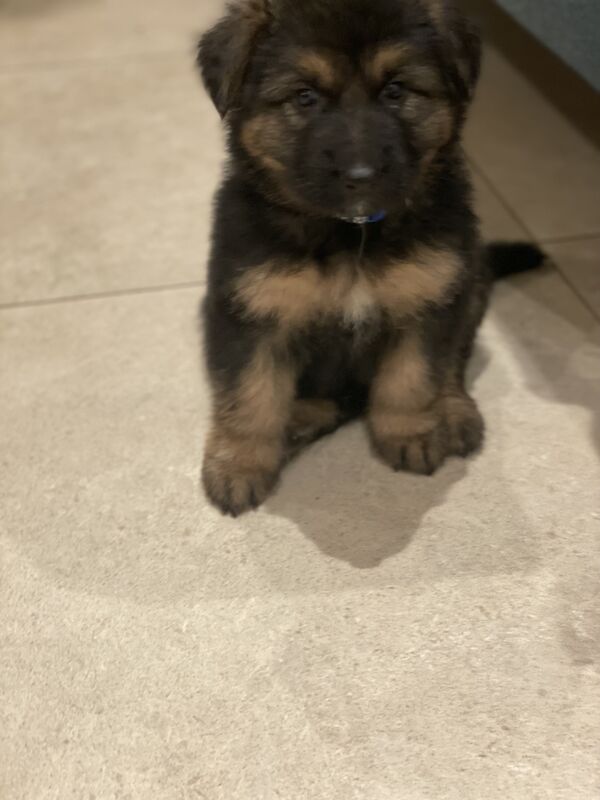 KC Registered Purebred German Shepherds - Born on Mother's Day. Puppies will be ready for their new home from Sunday 5th May in Gillingham for sale in Gillingham, Kent
