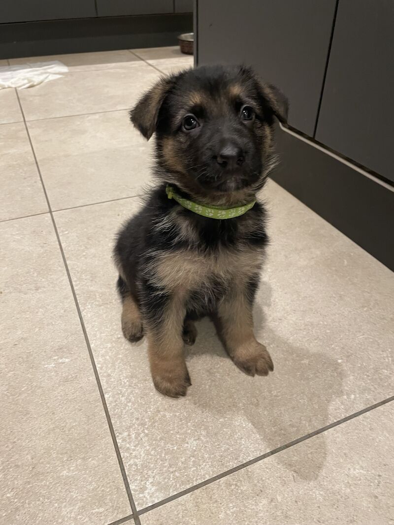 KC Registered Purebred German Shepherds - Born on Mother's Day. Puppies will be ready for their new home from Sunday 5th May in Gillingham for sale in Gillingham, Kent | Image 2