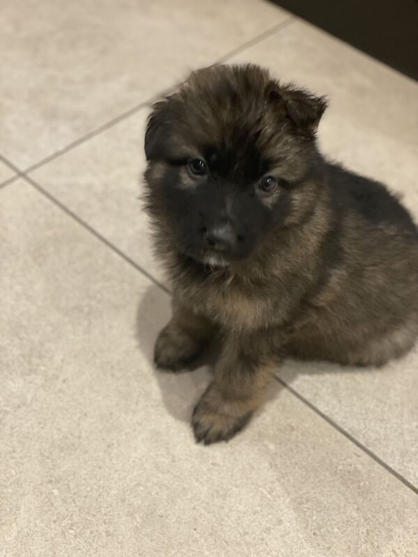 KC Registered Purebred German Shepherds - Born on Mother's Day. Puppies will be ready for their new home from Sunday 5th May in Gillingham for sale in Gillingham, Kent | Image 3