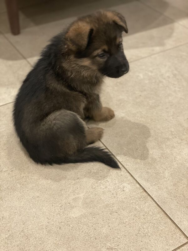 KC Registered Purebred German Shepherds - Born on Mother's Day. Puppies will be ready for their new home from Sunday 5th May in Gillingham for sale in Gillingham, Kent - Image 4