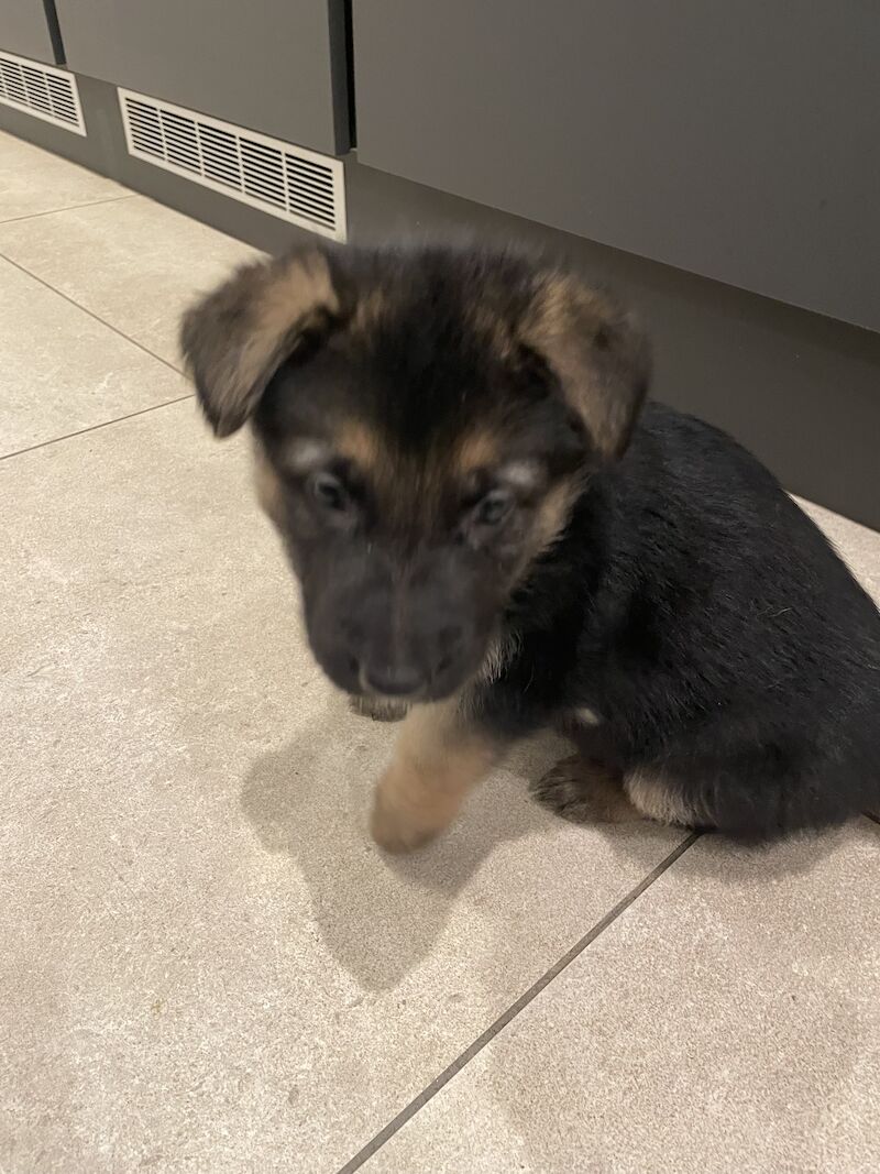 KC Registered Purebred German Shepherds - Born on Mother's Day. Puppies will be ready for their new home from Sunday 5th May in Gillingham for sale in Gillingham, Kent - Image 5