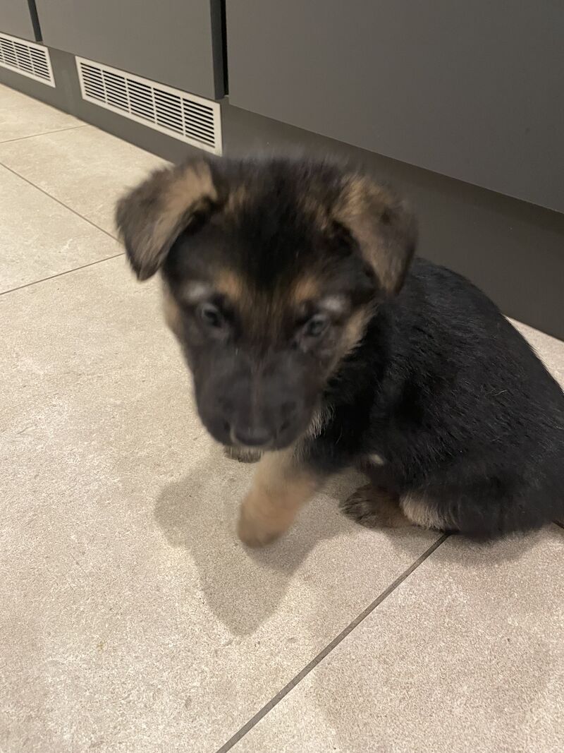 German Shepherd puppies for sale in Gillingham, Kent – KC registered, 1 year old - Image 5 of 8