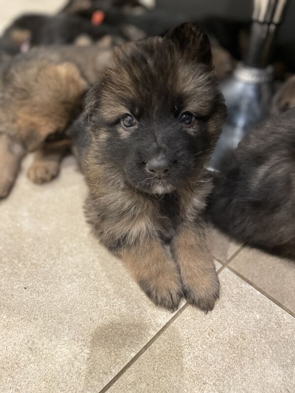 KC Registered Purebred German Shepherds - Born on Mother's Day. Puppies will be ready for their new home from Sunday 5th May in Gillingham for sale in Gillingham, Kent - Image 6