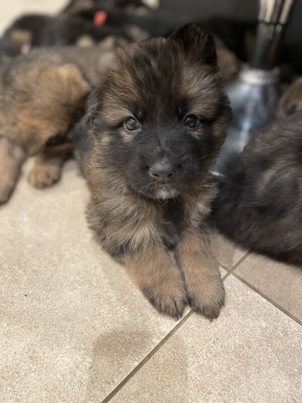 German Shepherd puppies for sale in Gillingham, Kent – KC registered, 1 year old - Image 6 of 8
