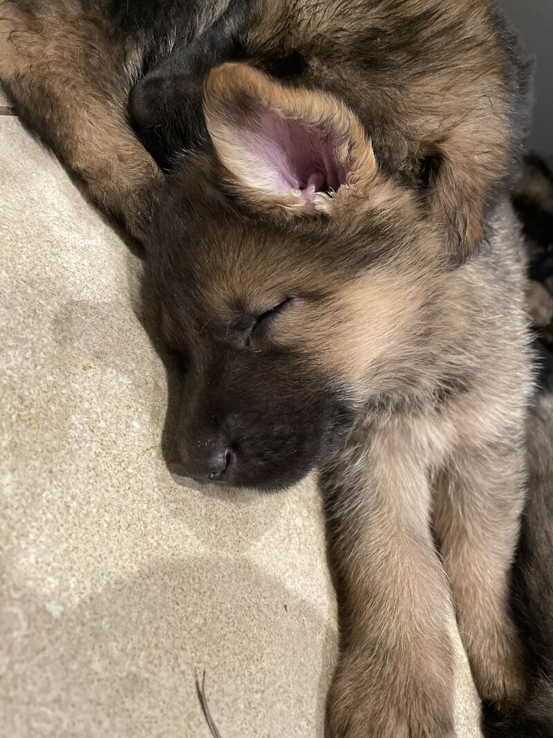 German Shepherd puppies for sale in Gillingham, Kent – KC registered, 1 year old - Image 7 of 8