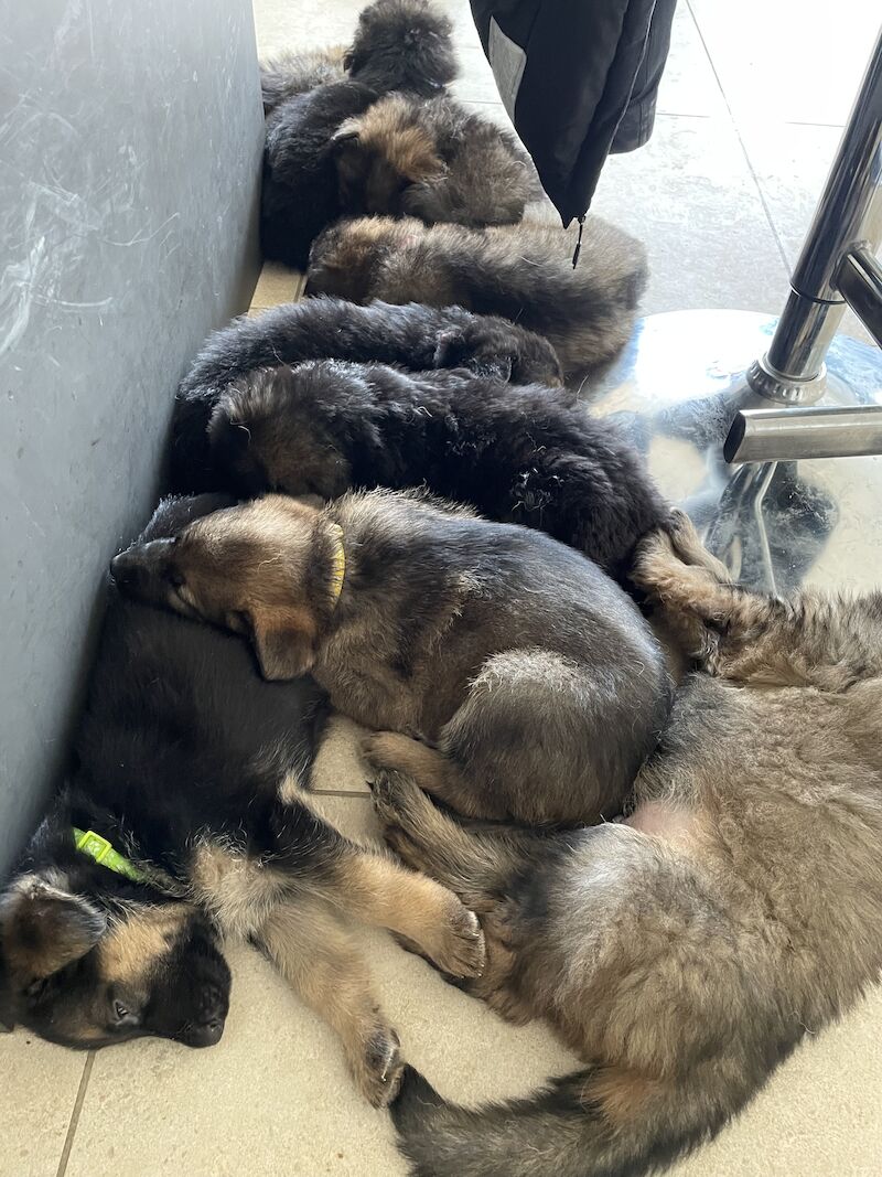 KC Registered Purebred German Shepherds - Born on Mother's Day. Puppies will be ready for their new home from Sunday 5th May in Gillingham for sale in Gillingham, Kent - Image 8