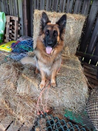 German Shepherd puppies for sale in Marsham, Norfolk – 1 year old - Image 2 of 5