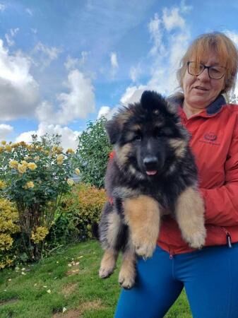 German Shepherd puppies for sale in Marsham, Norfolk – 1 year old - Image 3 of 5
