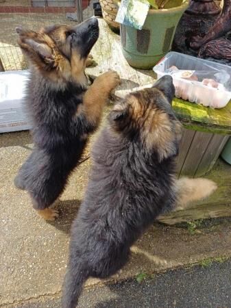 German Shepherd puppies for sale in Marsham, Norfolk – 1 year old - Image 4 of 5