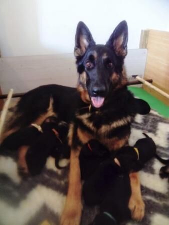 German Shepherd puppies for sale in Marsham, Norfolk – 1 year old - Image 5 of 5