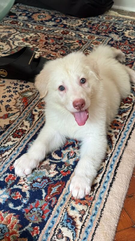 German Shepherd puppies for sale in Chislehurst West, Greater London – 8 weeks old