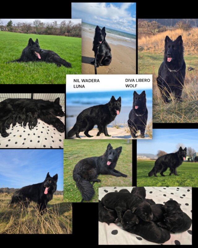 German Shepherd puppies for sale in Kennoway, Fife β KC registered, 4 days old