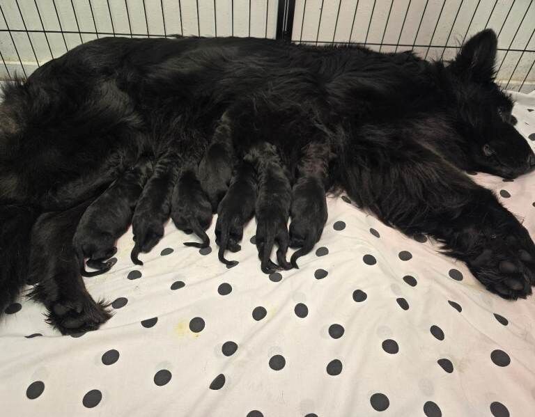 KC Top Quality Black German Shepherd Long Hair Puppies - Image 2 of 6