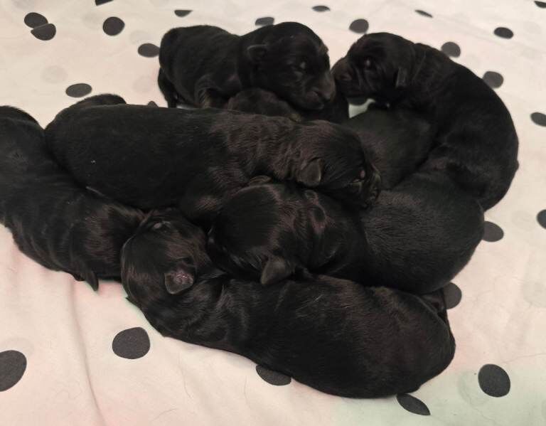 KC Top Quality Black German Shepherd Long Hair Puppies - Image 3 of 6
