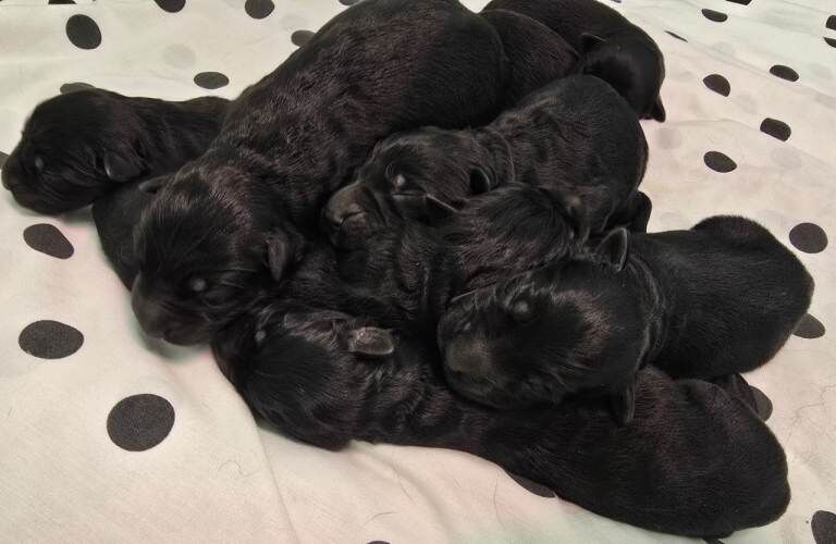 KC Top Quality Black German Shepherd Long Hair Puppies - Image 4 of 6