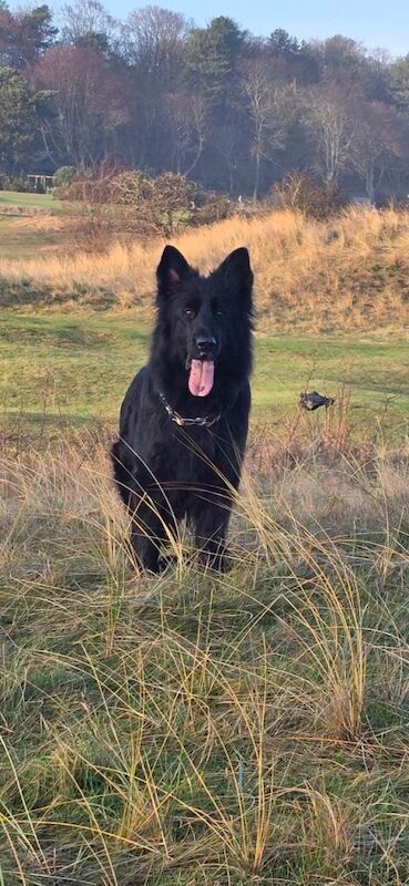 KC Top Quality Black German Shepherd Long Hair Puppies - Image 5 of 6