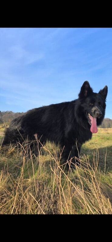 KC Top Quality Black German Shepherd Long Hair Puppies - Image 6 of 6