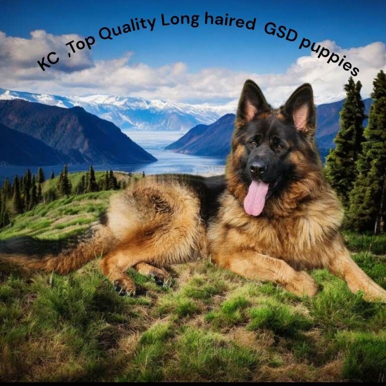 German Shepherd puppies for sale in Kennoway, Fife – KC registered, 3 months old