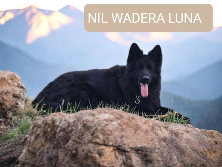 German Shepherd puppies for sale in Kennoway, Fife – KC registered, 5 weeks old - Image 2 of 3