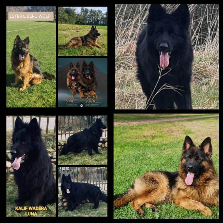 German Shepherd puppies for sale in Kennoway, Fife – KC registered, 5 weeks old - Image 3 of 3