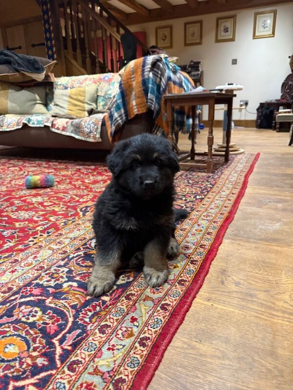 Kennel club register German Shepherd Puppy - Image 3 of 4
