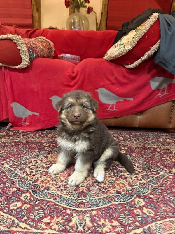 Kennel club register German Shepherd Puppy - Image 4 of 4