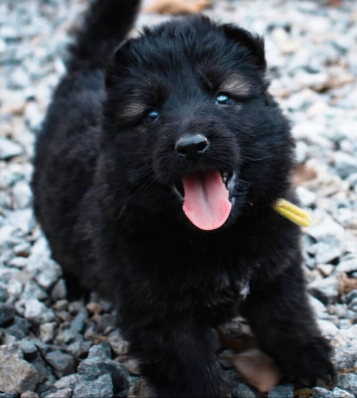 Kennel club registered gsd pups, fully health cheched, straight back parents