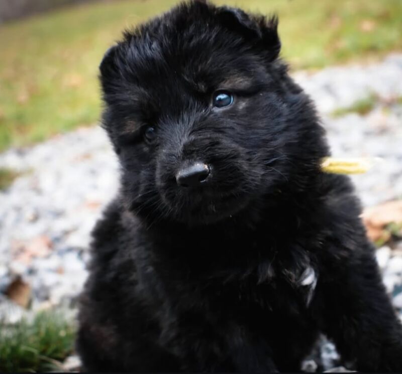 Kennel club registered gsd pups, fully health cheched, straight back parents - Image 2 of 12