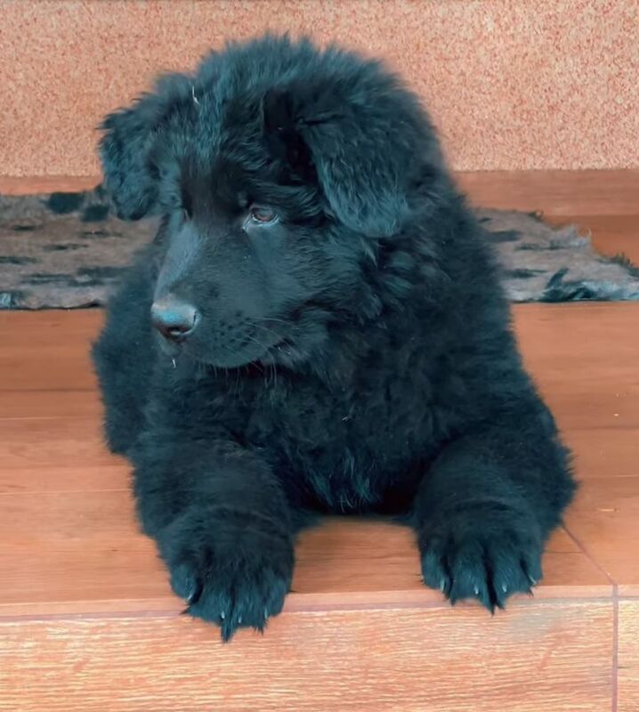 Kennel club registered gsd pups, fully health cheched, straight back parents - Image 3 of 12