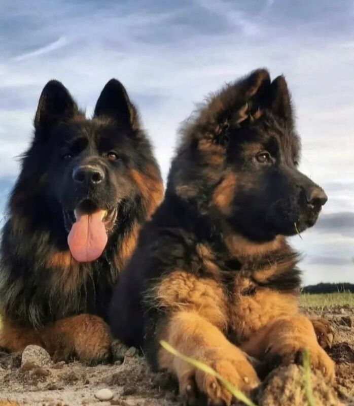 Kennel Club Registered German Shepherd Puppies For Sale