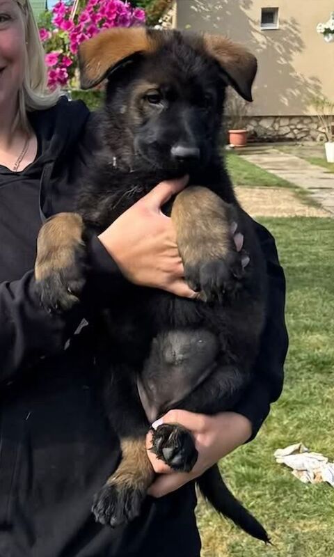 Kennel club registered gsd pups, fully health cheched, straight back parents - Image 5 of 12