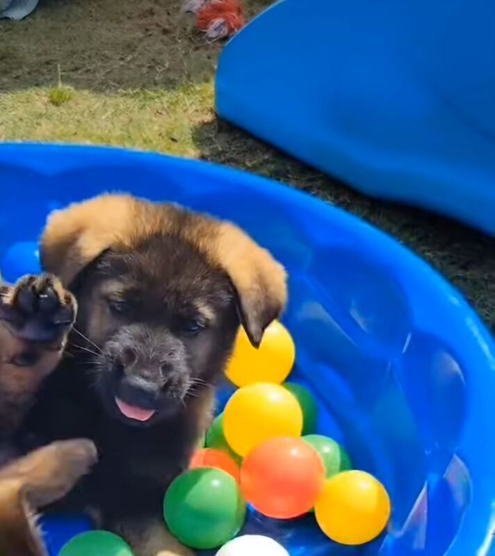 Kennel club registered gsd pups, fully health cheched, straight back parents - Image 6 of 12