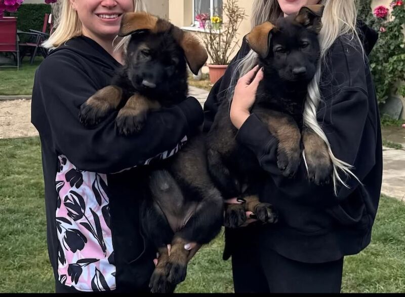Kennel club registered gsd pups, fully health cheched, straight back parents - Image 7 of 12