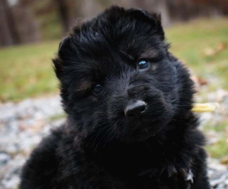 Kennel club registered gsd pups, fully health cheched, straight back parents - Image 8 of 12