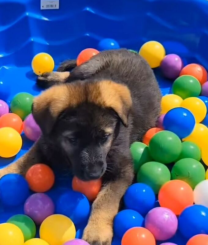 Kennel club registered gsd pups, fully health cheched, straight back parents - Image 9 of 12