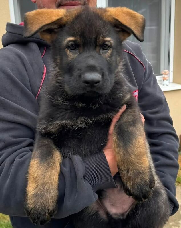 Kennel club registered gsd pups, fully health cheched, straight back parents - Image 10 of 12