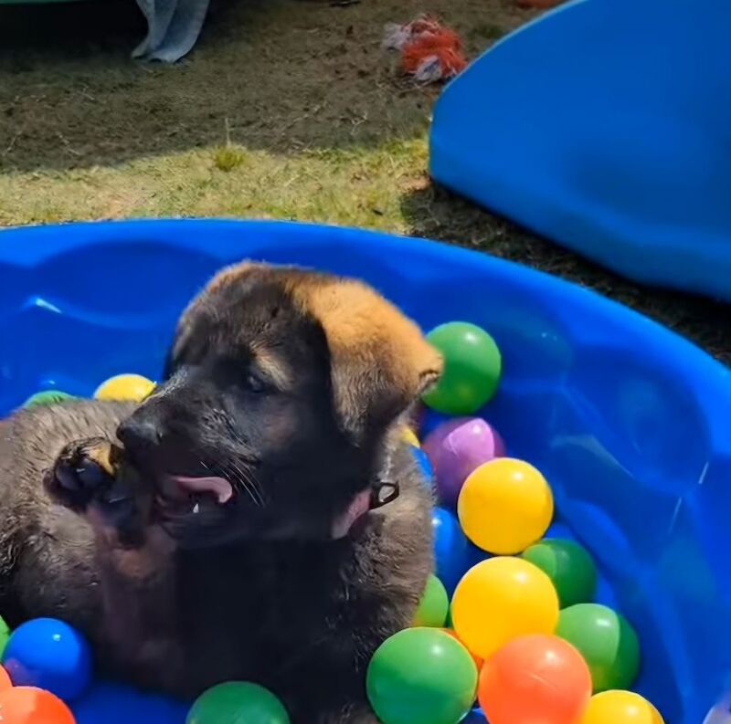 Kennel club registered gsd pups, fully health cheched, straight back parents - Image 11 of 12
